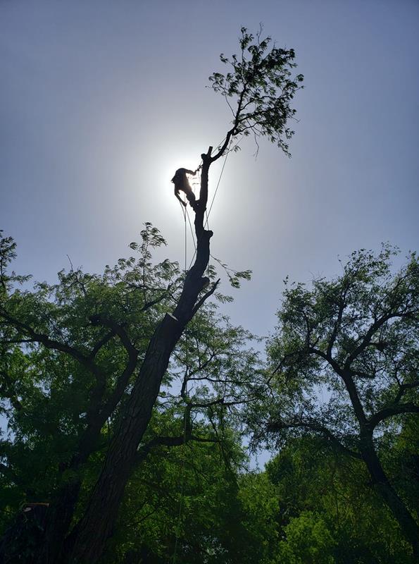 McCune Tree Service Andover, KS